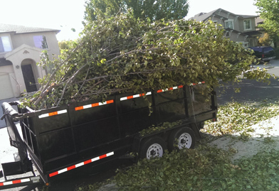 tree prune trashbgone